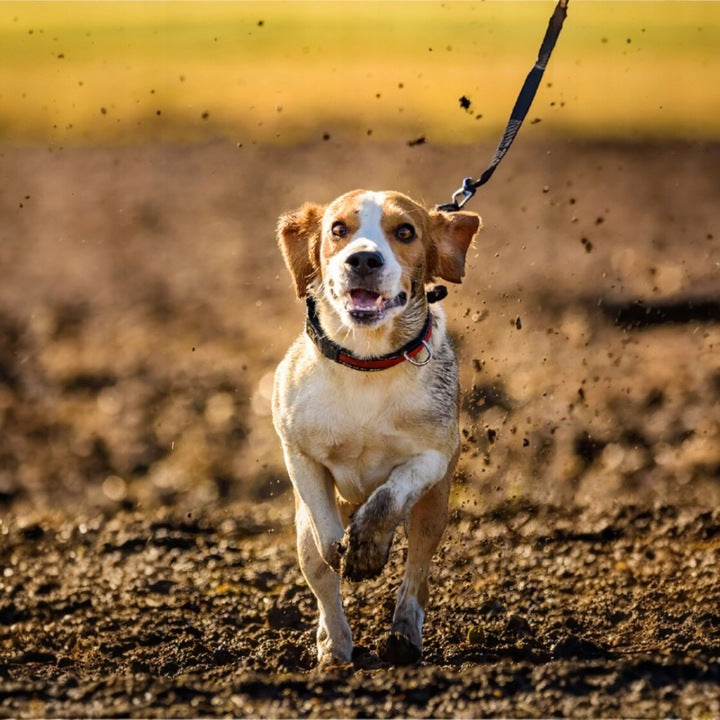 Vlhčené ubrousky pro psy a kočky, 48 ks, bez parfemace