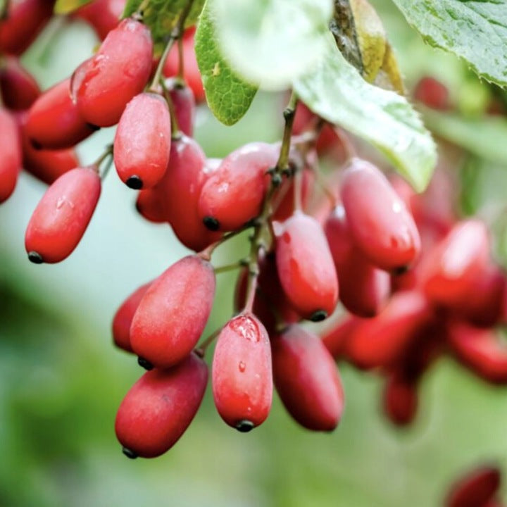 ALLNUTRITION BERBERINE 90 kp Berberyna 500 mg cukier Metabolizm Odchudzanie