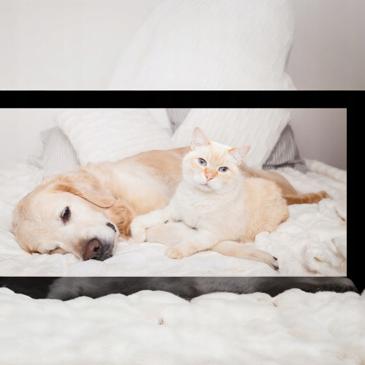 Vlhčené ubrousky pro psy a kočky, 48 ks, bez parfemace